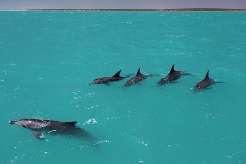 Four male dolphins who are allies swim together with a female. This shot is taken from above the water.